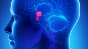 Pituitary gland tumor may experience the following symptoms or signs
