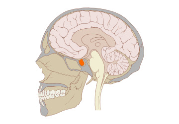 pituitary-diseases - Dr. Khushbu Goel pituitary-diseases